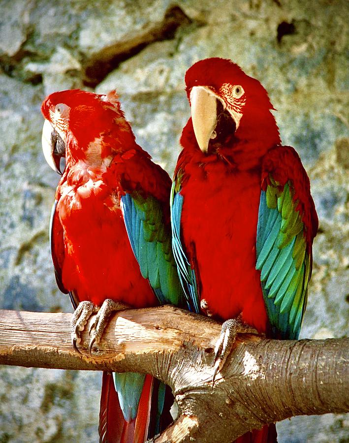 Scarlet Macaws #1 Photograph by Gordon James