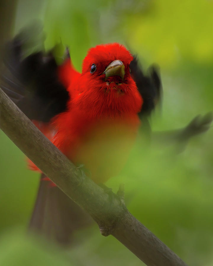 Scarlet Tanager #1 Photograph by Timothy McIntyre