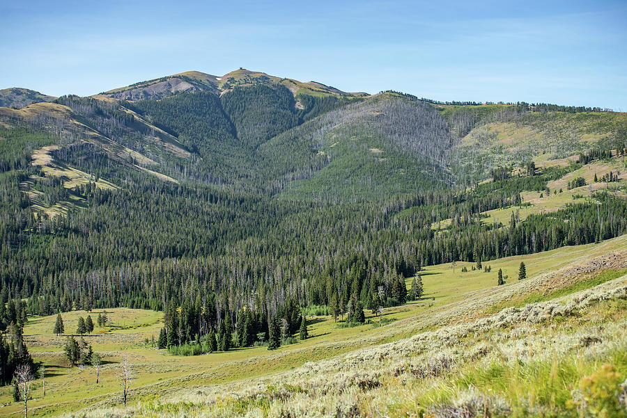scenery at Mt Washburn trail in Yellowstone National Park, Wyomi #1 Photograph by Alex Grichenko