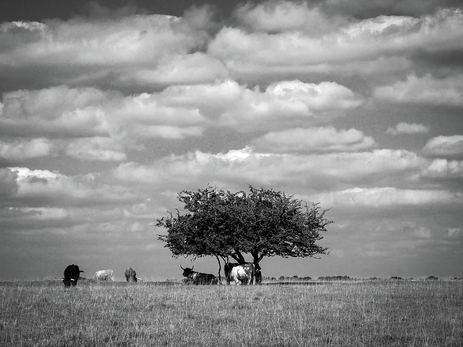 Scenic Cotswolds - Cattle on Minchinhampton Common #1 Photograph by Seeables Visual Arts