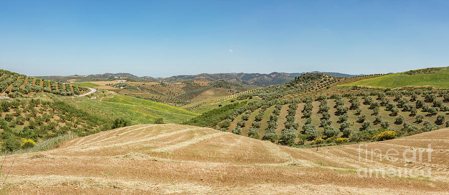 Scenic spanish landscape with farmland in Andalucia #1 Photograph by Perry Van Munster