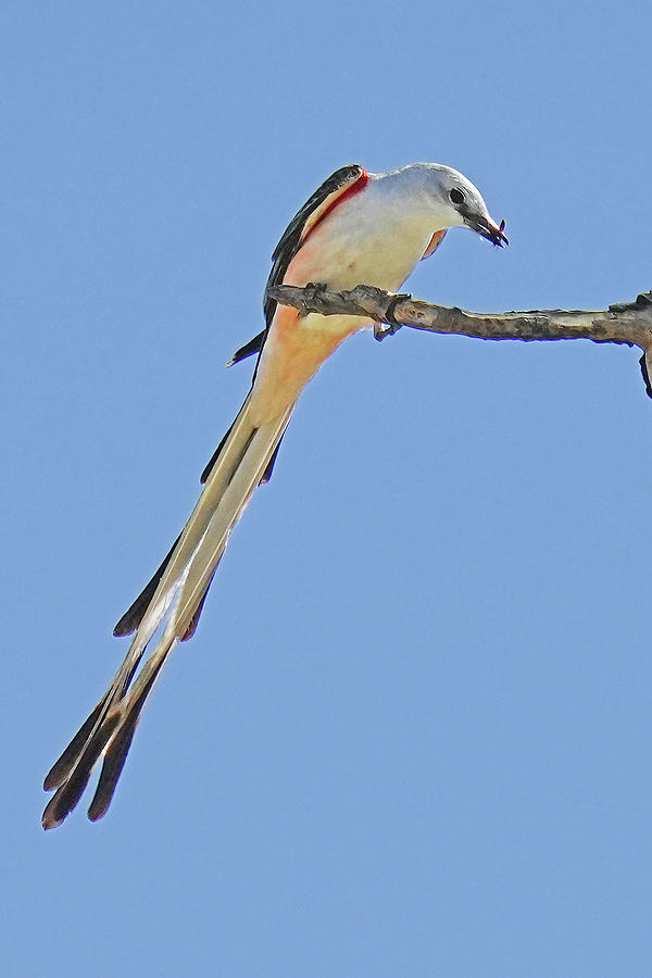Flycatcher Photograph - Scissor-tailed Flycatcher #1 by Alan Lenk