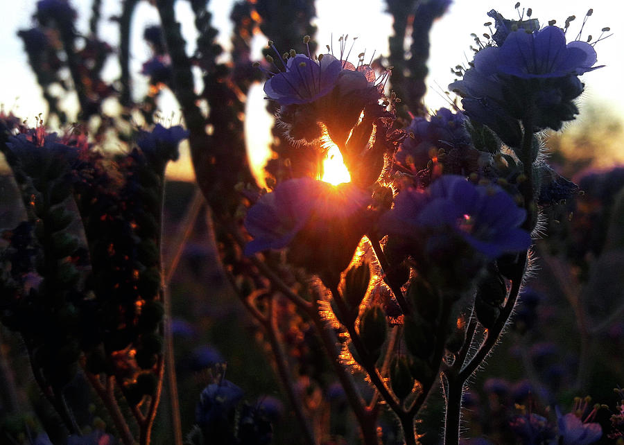 Scorpion Weed Sunset Photograph by Gene Taylor