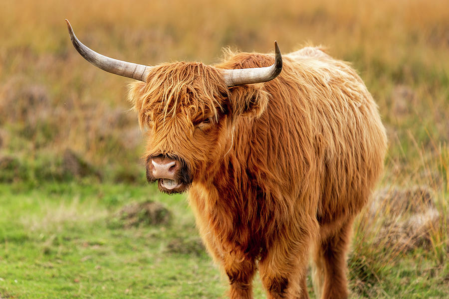 Scottish Highland Cattle Photograph by Ronny Janssen - Fine Art America