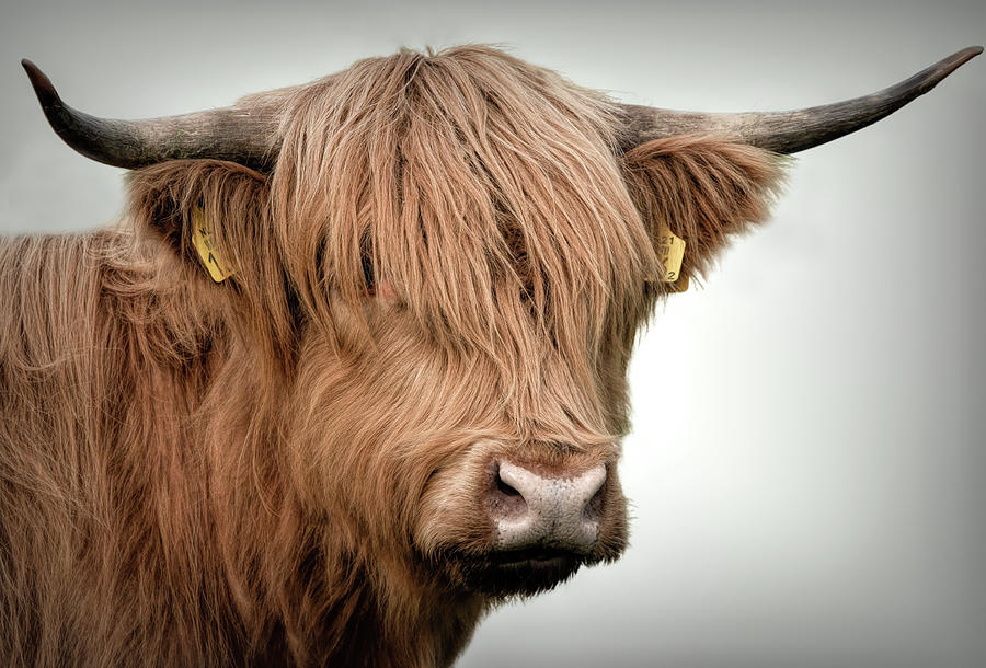 Scottish Highlander Portrait Digital Art by Marjolein Van Middelkoop