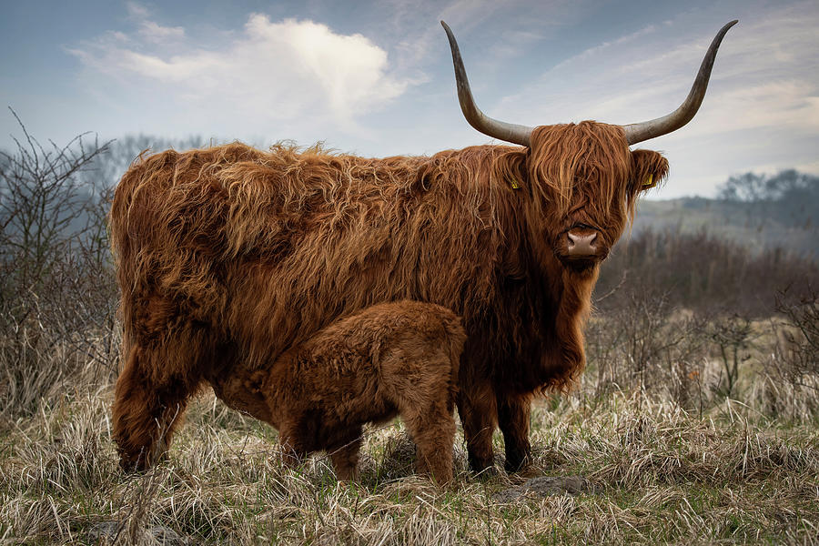 Scottish Highlander With Calf Photograph by Marjolein Van Middelkoop