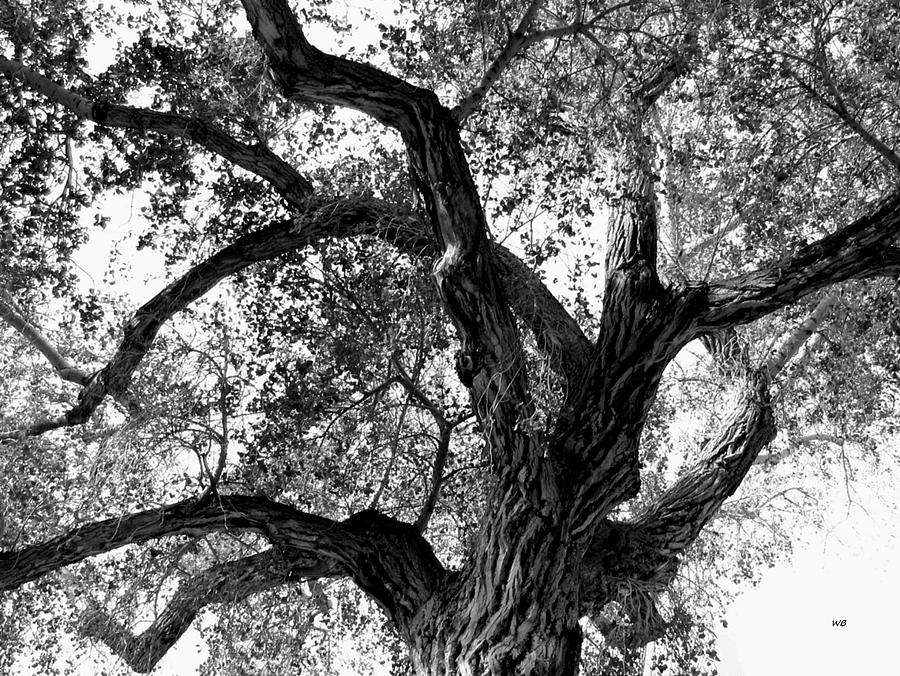 Scottys Castle Oak Tree #1 Photograph by Will Borden