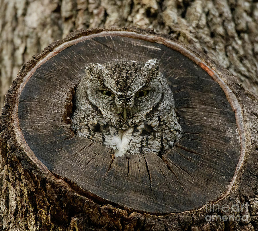 Screech Owl #1 Photograph by Patrick Nowotny