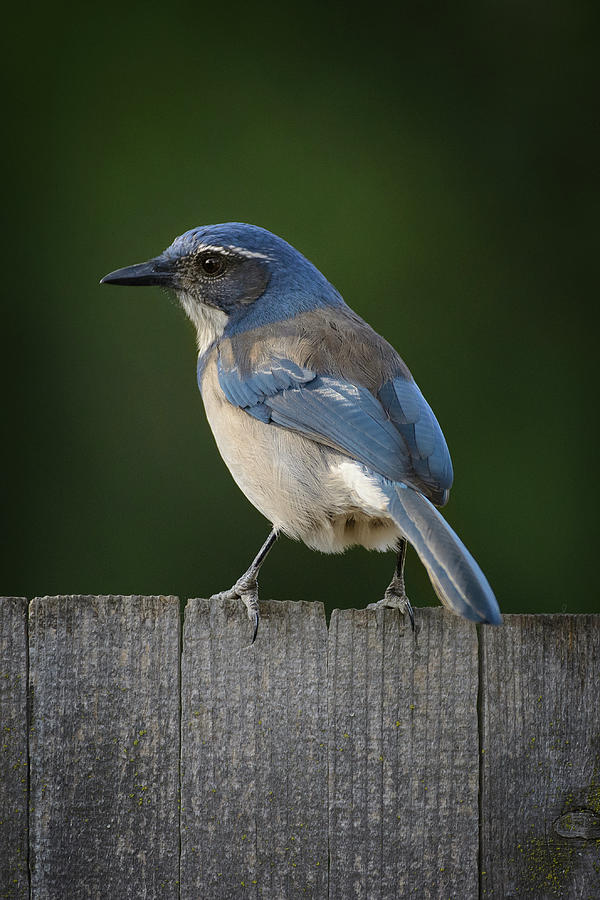 Scrub jay #1 Photograph by Mike Fusaro