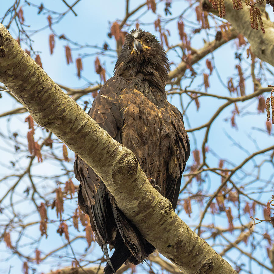 Scruffy the young Eagle #1 Photograph by Michelle Pennell