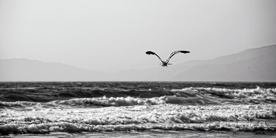 Sea Gull Over Golden Gate Strait #1 Photograph by Earl Johnson