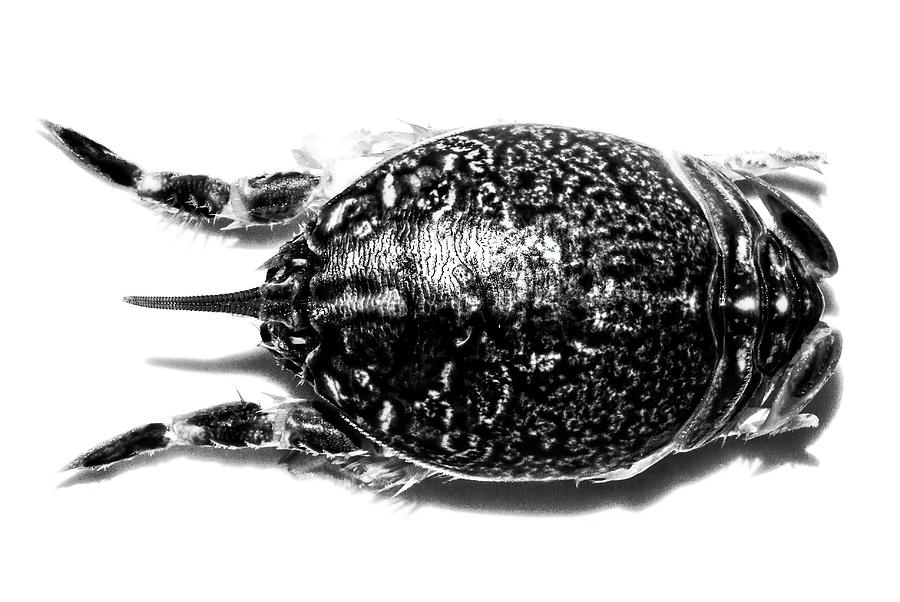 Sea lice #1 Photograph by Keith Carey