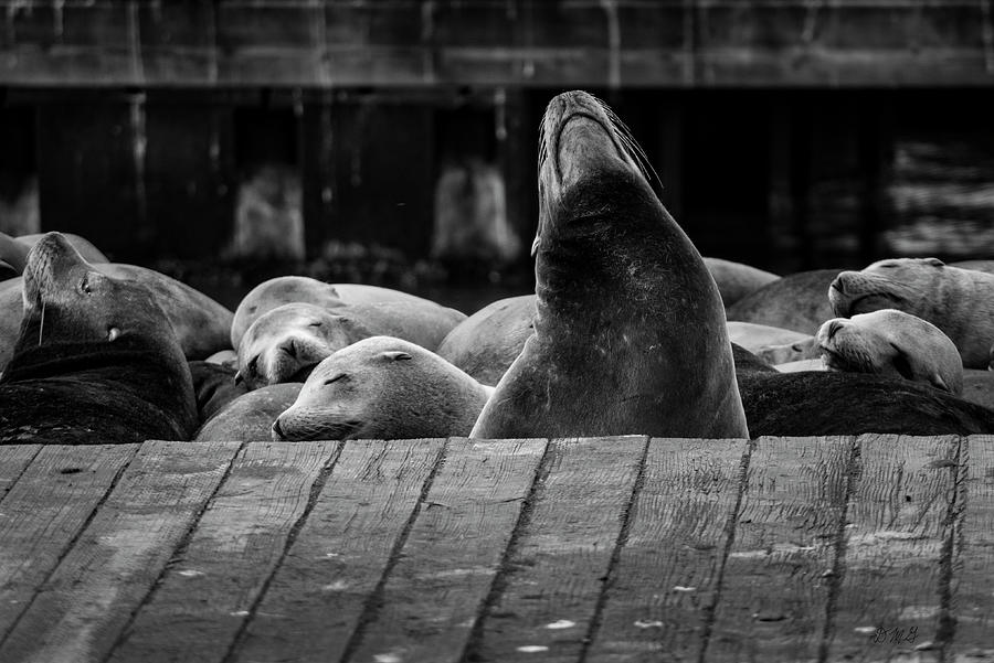 Sea Lions VIII BW Photograph by David Gordon