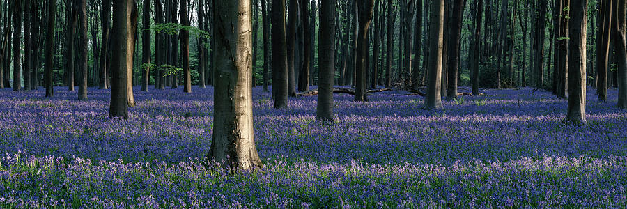 Sea of Bluebells in Micheldever forest #1 Photograph by Sonny Ryse