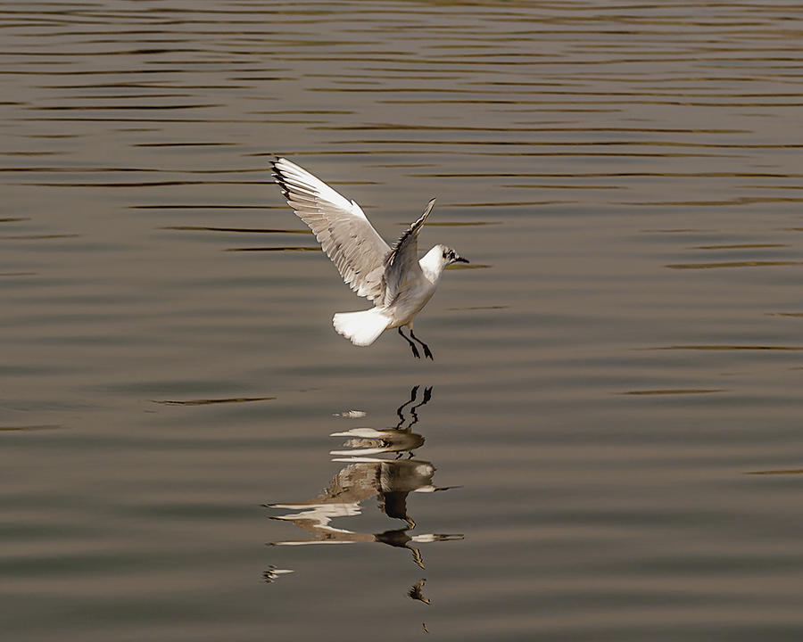 Sea of Galilee Photograph by Fred Herrin - Pixels