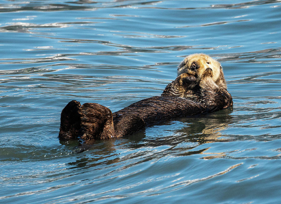 Sea Otter floating in Resurrection Bay near Seward Photograph by Steven ...