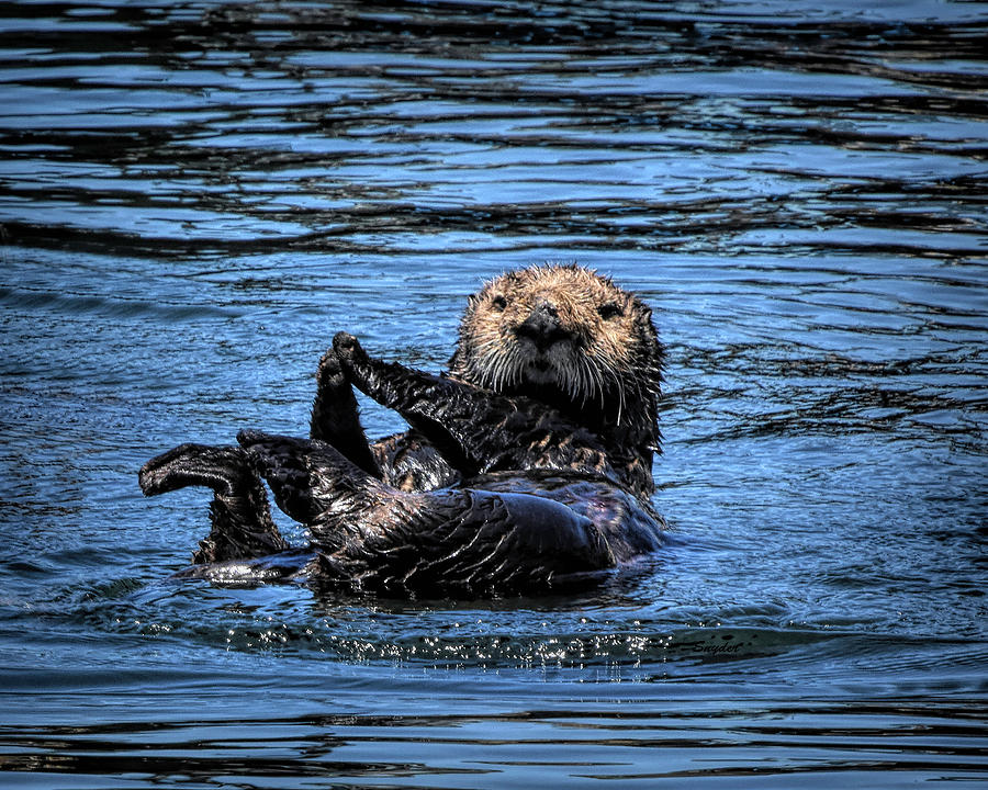 Sea Otter Morro Bay 2 Photograph