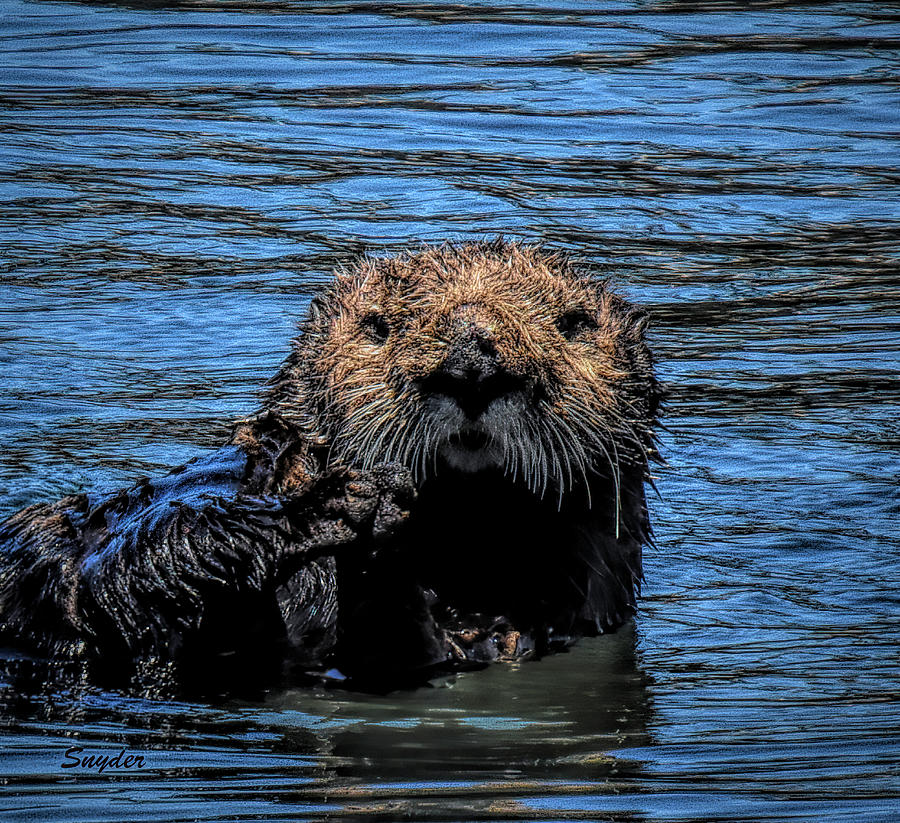 Sea Otter Morro Bay  #1 Photograph by Barbara Snyder