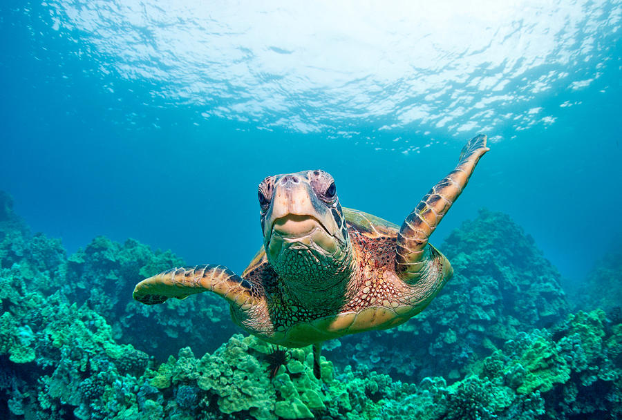 Sea turtle, Hawaii #1 Photograph by M.M. Sweet