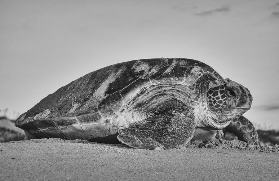 Sea Turtle Returning to the Ocean #1 Photograph by Cape Hatteras National Seashore