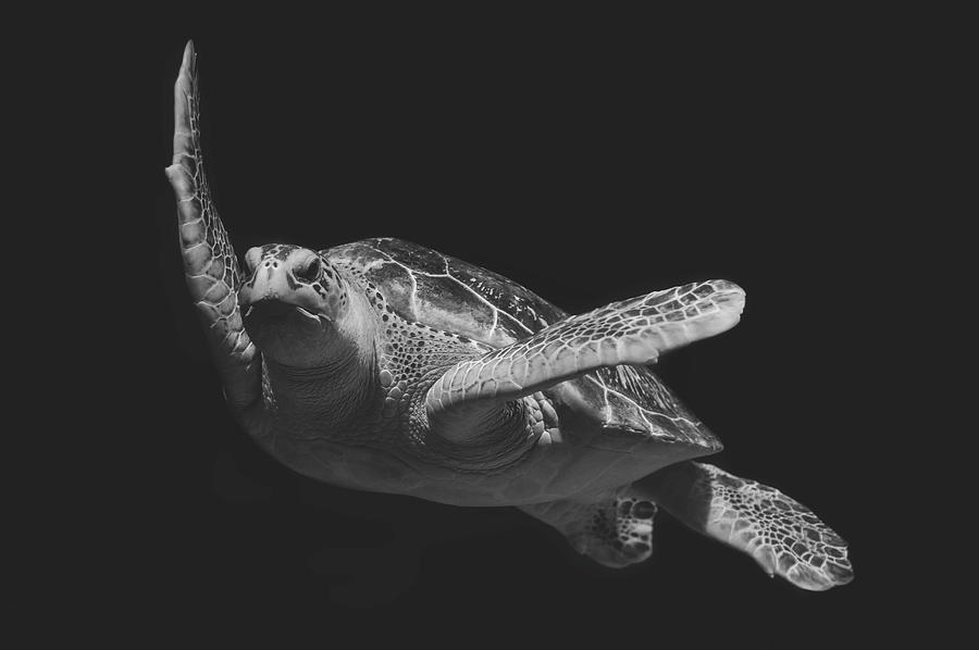 Sea Turtle #1 Photograph by Skitterphoto Peter Heeling