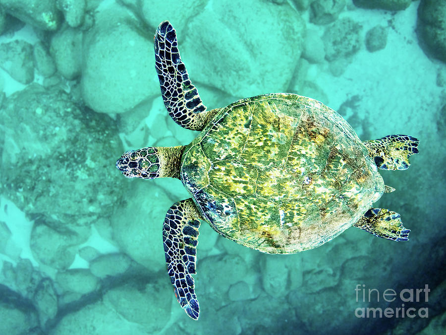 Sea Turtle Swimming Underwater in Hawaii #1 Photograph by Paul Topp