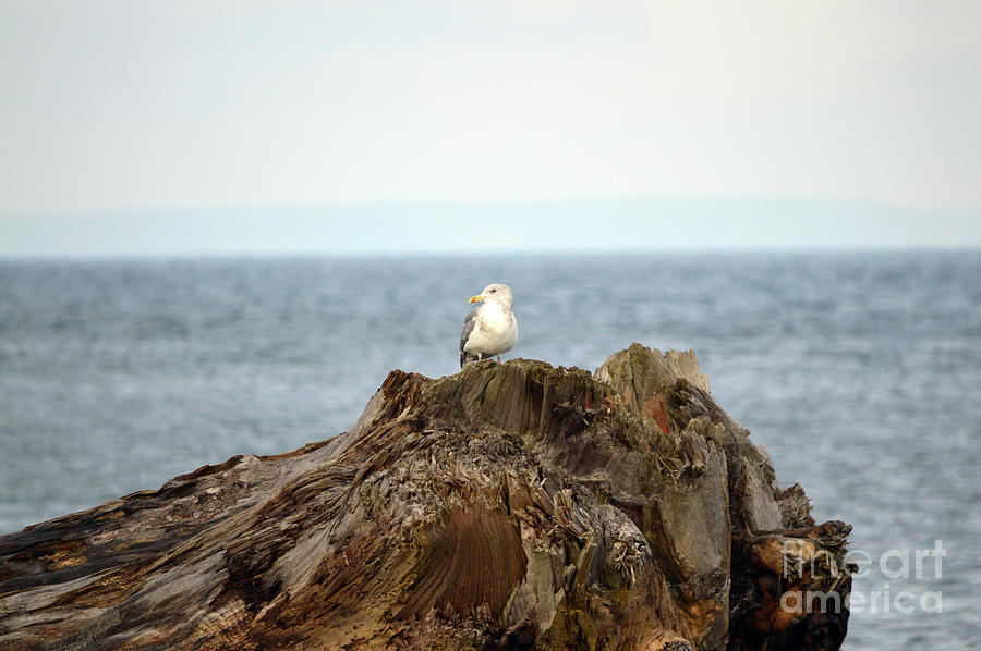 Seagull #1 Photograph by Carol Eliassen