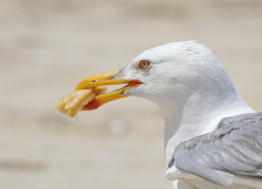 Seagull eating churro #1 Photograph by Luis Diaz Devesa