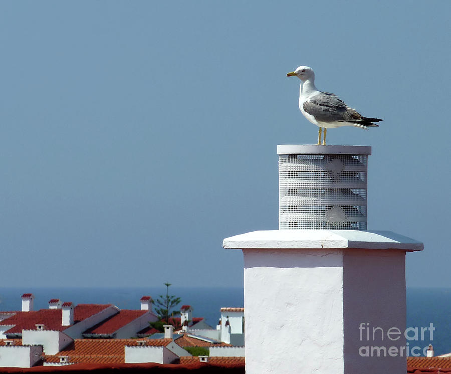 Seagull on a chimney in Arenal den Castell #2 Photograph by Pics By Tony