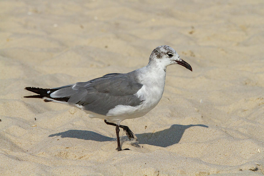 Seagull on the beach Photograph by NorthEast Creativity | Fine Art America