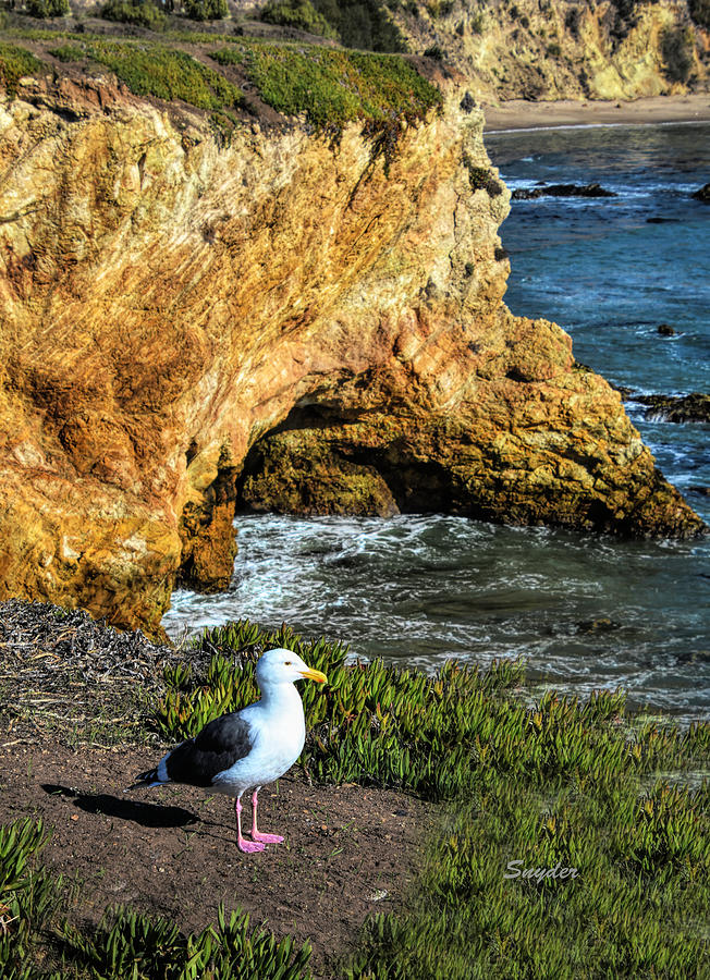 Seagull Sentinel At Dinosaur Caves #1 Photograph by Floyd Snyder