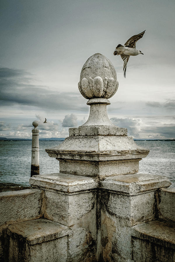 Seagulls in Columns Dock #1 Photograph by Carlos Caetano