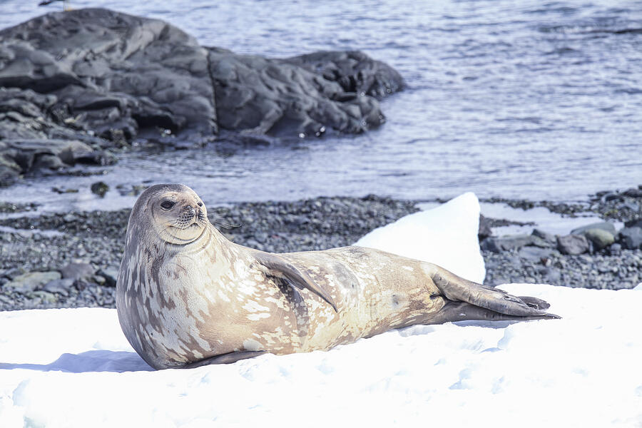 Seal lying on snow #1 Photograph by Simonkr Seal lying on snow #1 Photograph by Simonkr