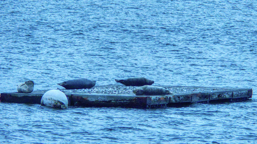 Seals on the Danvers River at Dusk #1 Photograph by Scott Hufford
