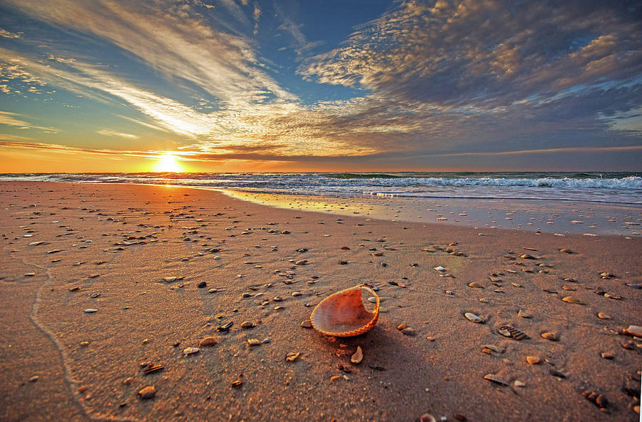 Seashell by the Seashore #1 Photograph by Michael Thomas