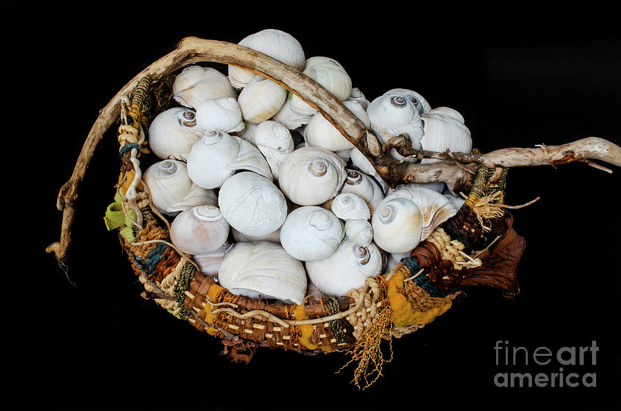 Seashells 2 #1 Photograph by Bob Christopher