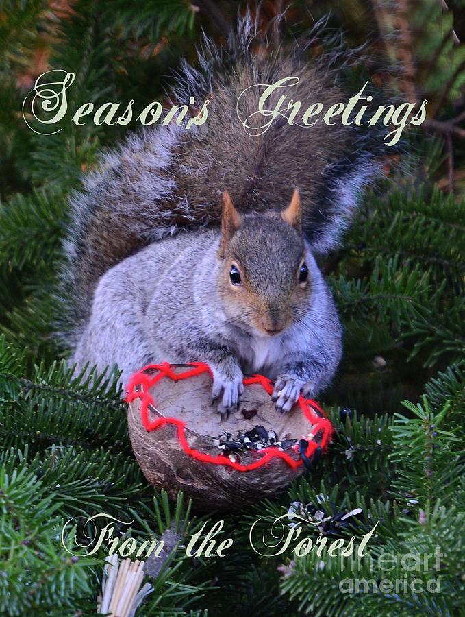 Seasons Greetings #1 Photograph by Cindy Manero