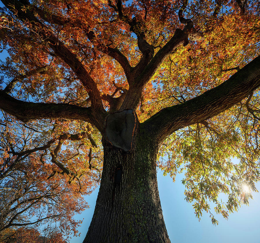Secular oak tree in autumn. Tuscany, Italy. #1 Photograph by Stefano Orazzini