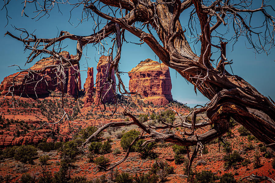 Sedona Through the Trees Photograph by Linda Unger