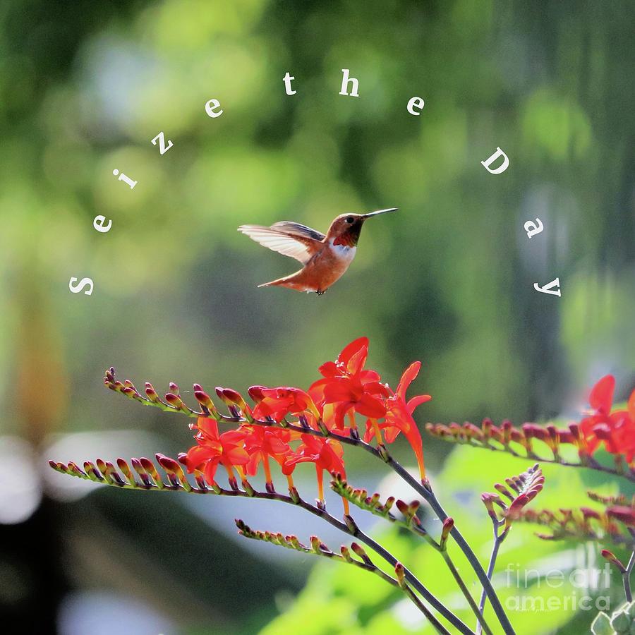 Seize the Day Hummingbird #1 Photograph by Carol Groenen