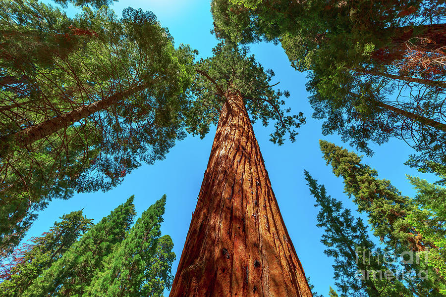 Sequoia and Kings Canyon National Parks #1 Photograph by Benny Marty