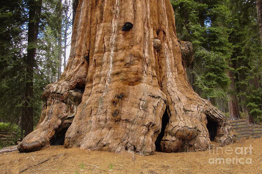 Sequoia National Forest #1 Digital Art by Tammy Keyes