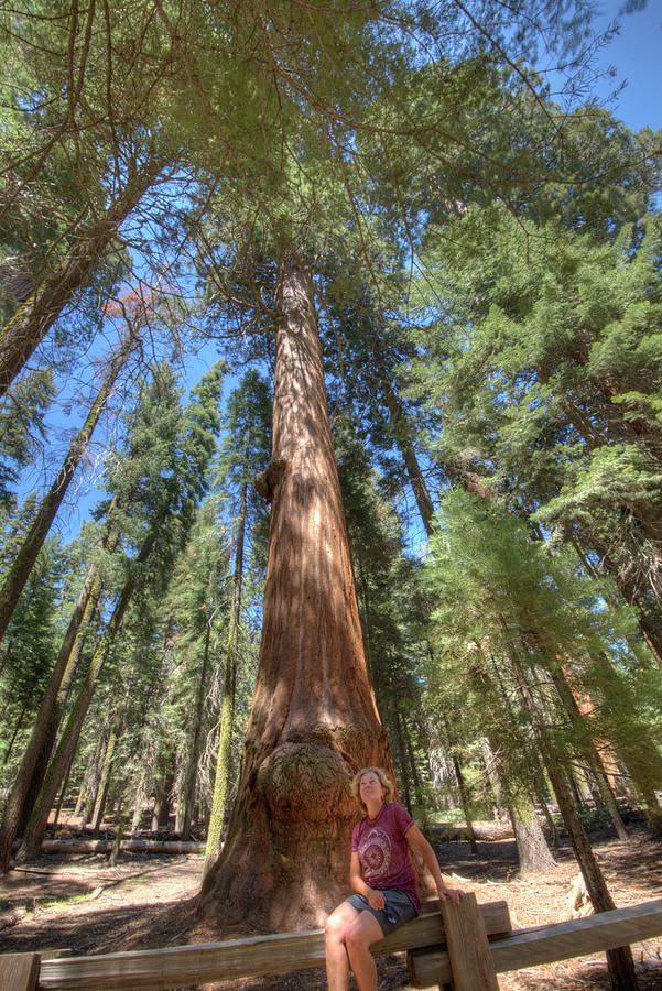 Sequoia National Park #1 Photograph by Walt Sterneman