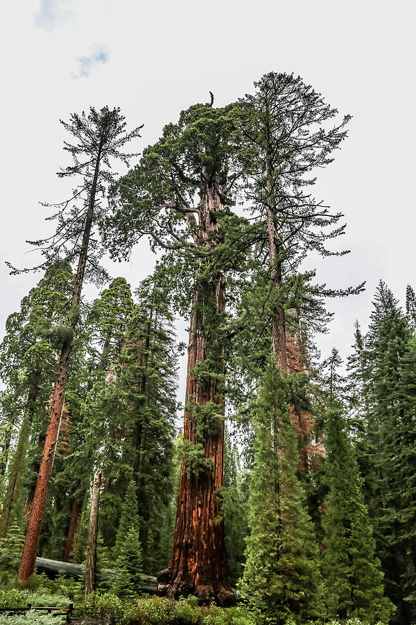 Sequoias #1 Photograph by Alberto Zanoni
