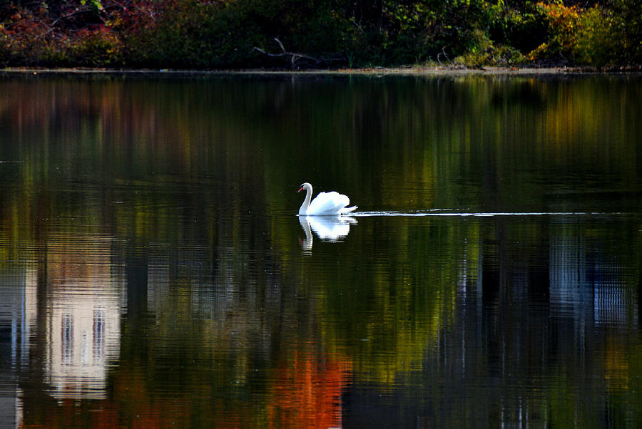 Serenity #1 Photograph by Tricia Marchlik