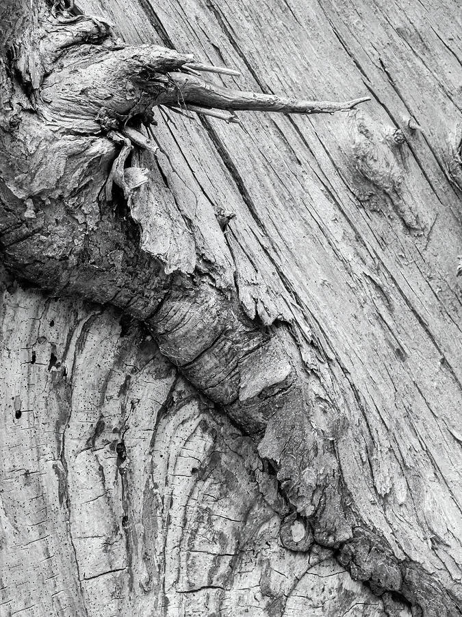 Serpent In The Tree Trunk Photograph by Gary Slawsky