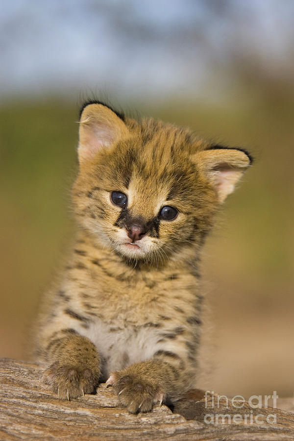 Animal Photograph - Serval Kitten #1 by Suzi Eszterhas