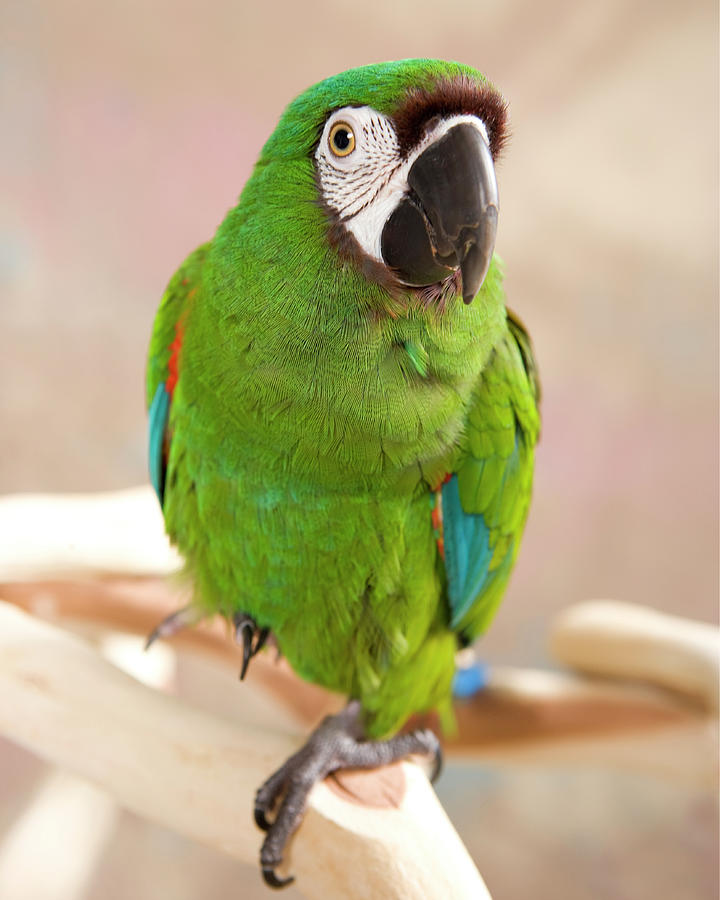 Severe Macaw Parrot Photograph by Lee Feldstein - Fine Art America