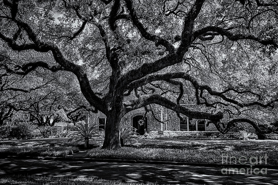Shade Tree Photograph by Norman Gabitzsch
