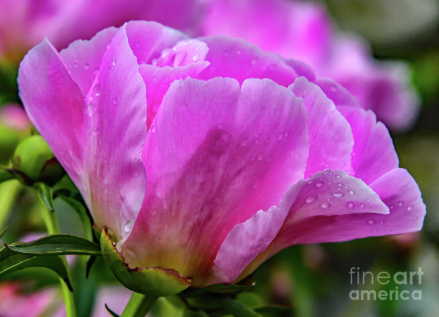 Shades Of Pink - Bowl Of Beauty Peony Photograph